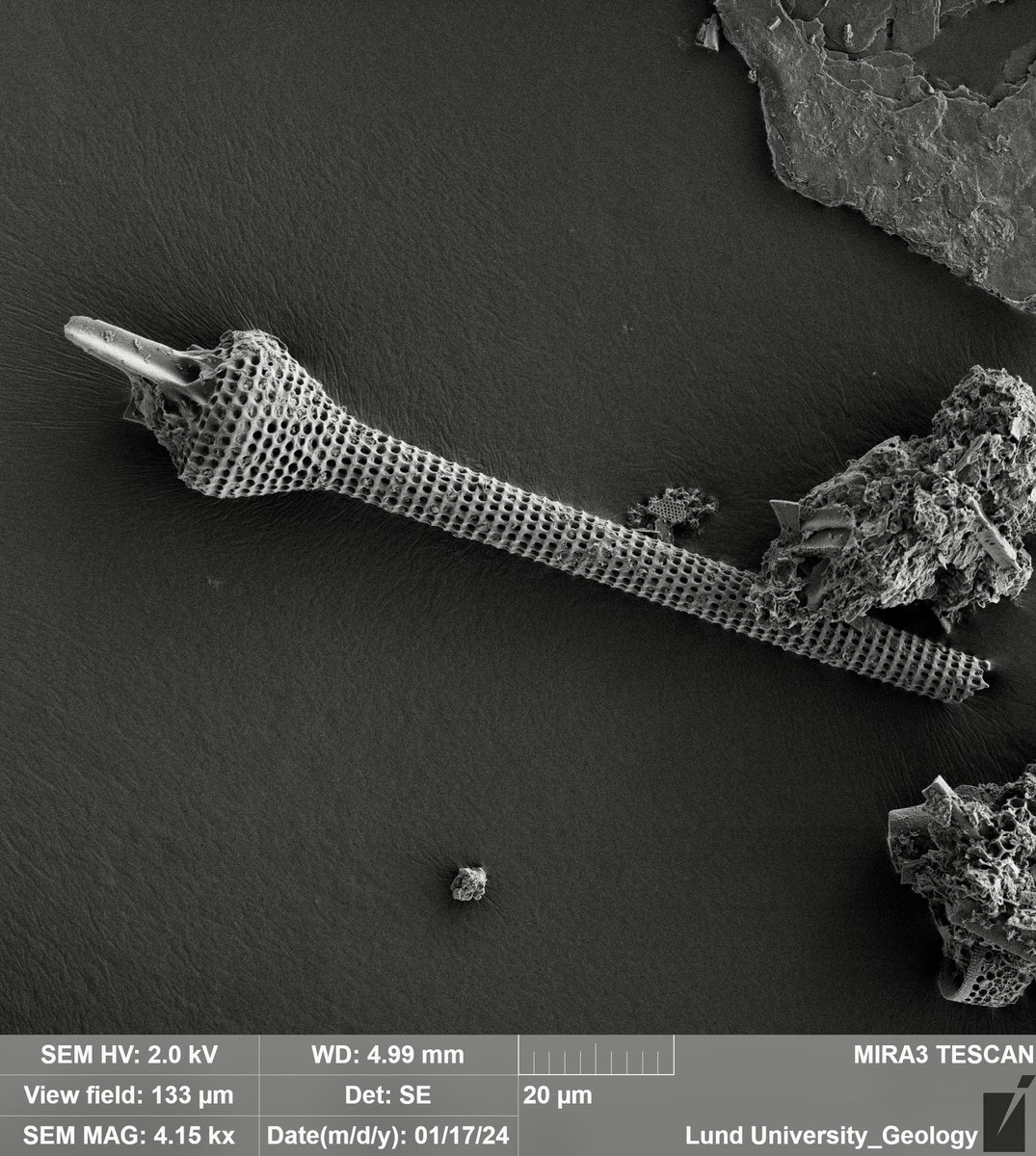 KarolinaBrylka's tweet photo. 110 million years old diatoms look very different than what we are used to 🤯 fascinating and inspiring 👩🏼‍🔬
#diatoms https://t.co/F2QRhLBOJ7