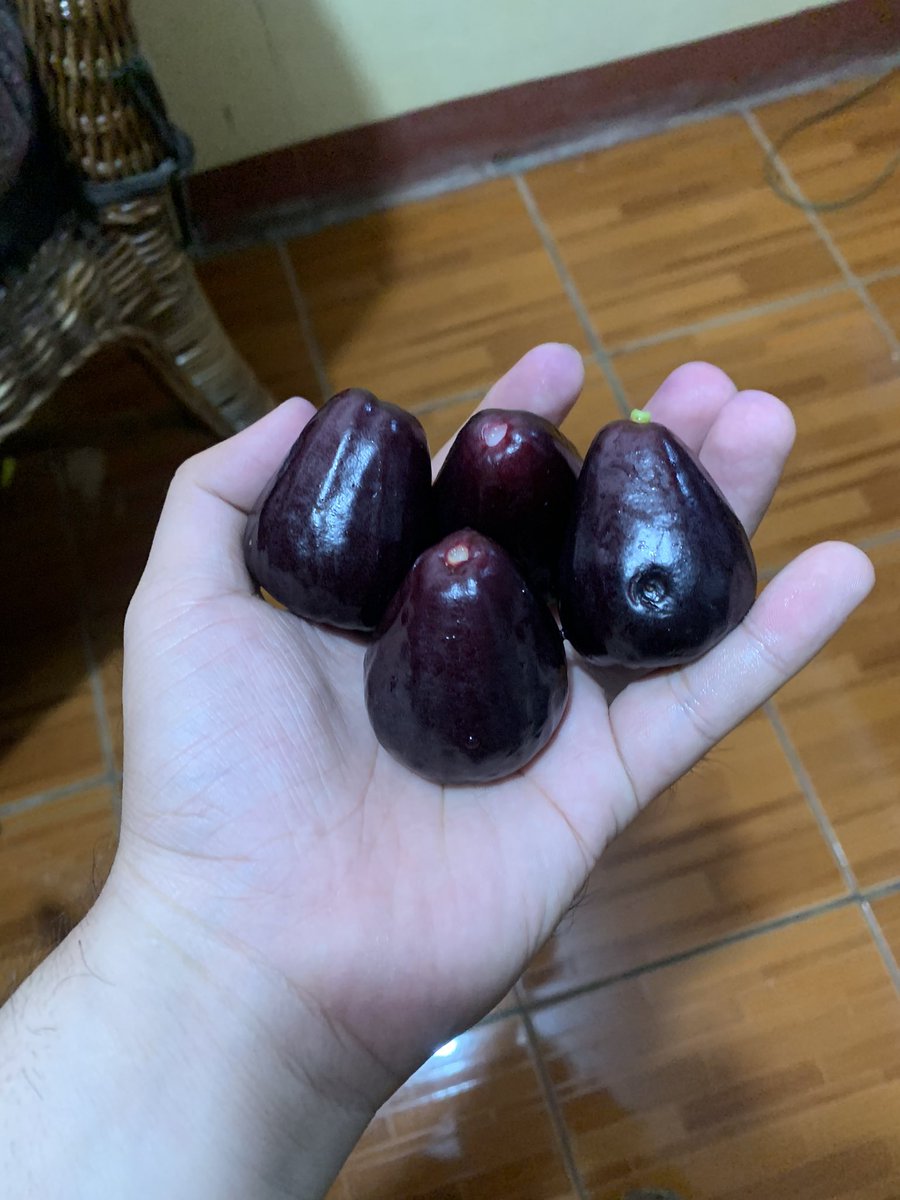 sedated_pete's tweet photo. Have you eaten this fruit? Ako na lang kan a, please ๐คฃ
#roseapple #ilonggo https://t.co/K07Hg5l3Kk