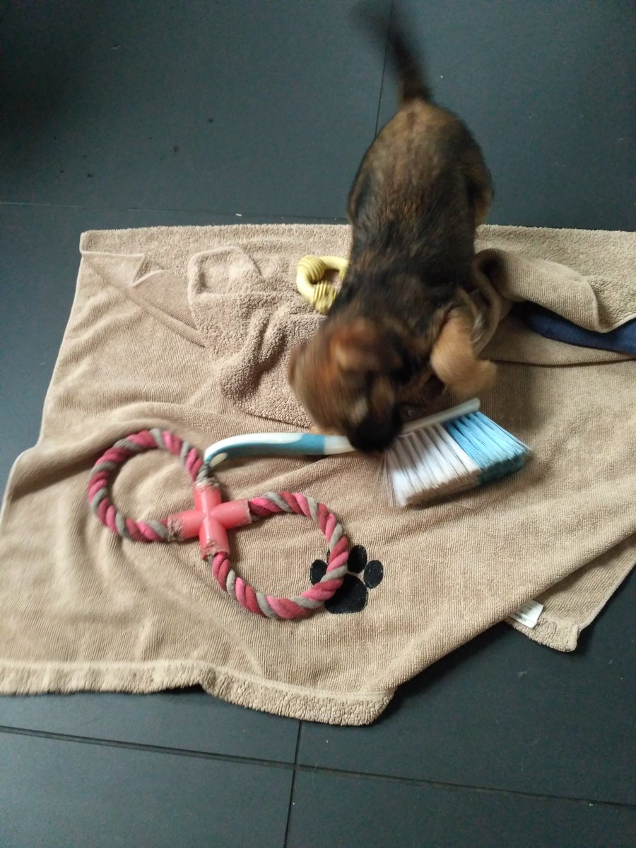 BTWoody's tweet photo. 7 years ago Bonnie was settling in wiv us, and of the array of "toys" we mistakenly gave her, look what she chose #SignOfThingsToCome https://t.co/U8Tw5zeq8p