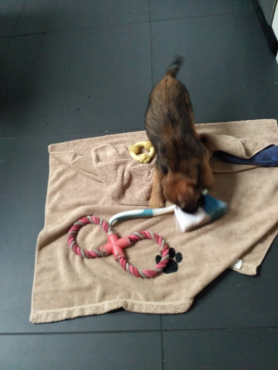 BTWoody's tweet photo. 7 years ago Bonnie was settling in wiv us, and of the array of "toys" we mistakenly gave her, look what she chose #SignOfThingsToCome https://t.co/U8Tw5zeq8p