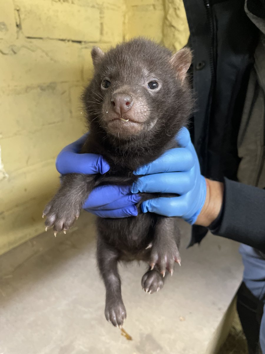 Rodzicami samiczki są Tequila i Chip. Są to jedyne w Polsce psy leśne! 
Gatunek żyjący w grupach rodzinnych liczących do kilkunastu osobników. Odżywia się głównie gryzoniami i pancernikami. Poluje stadnie, często także na większe ssaki takie jak tapiry czy jelenie!