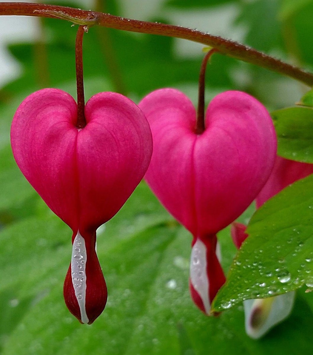 mtnspire's tweet photo. ๐ถ..two hearts beat as one...๐ถ
#twosday
#toofer #tuesday
#bleedinghearts
#flower https://t.co/elS2pUnsFH