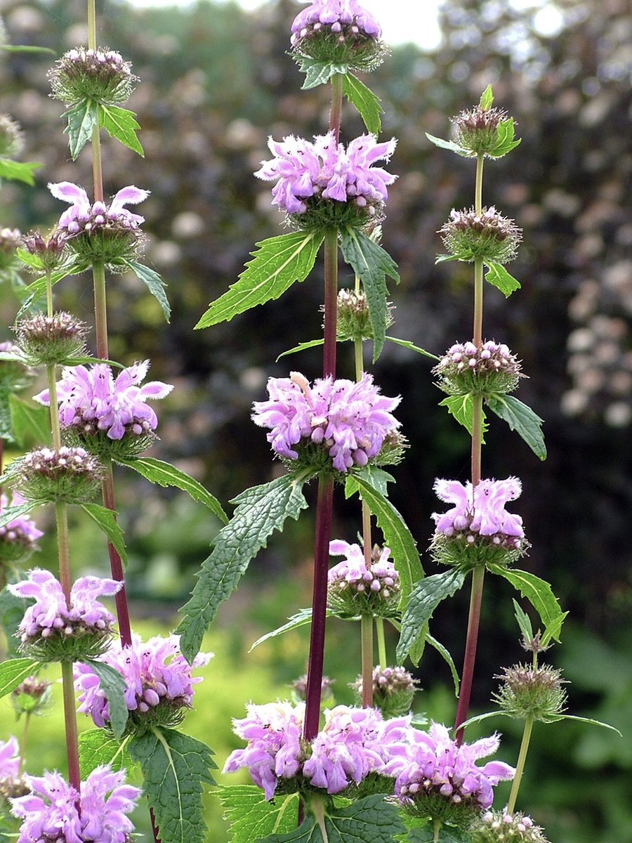 DutchGrown now offers Phlomis tuberosa 'Bronze Flamingo' (Jerusalem Sage) as bare root plants! Striking pink blooms and unique bronze-toned foliage. Ideal for adding structure and allure to your outdoor space. 🌸#DutchGrown #BareRootPlants #Phlomis #plants #Jerusalemsage #spring