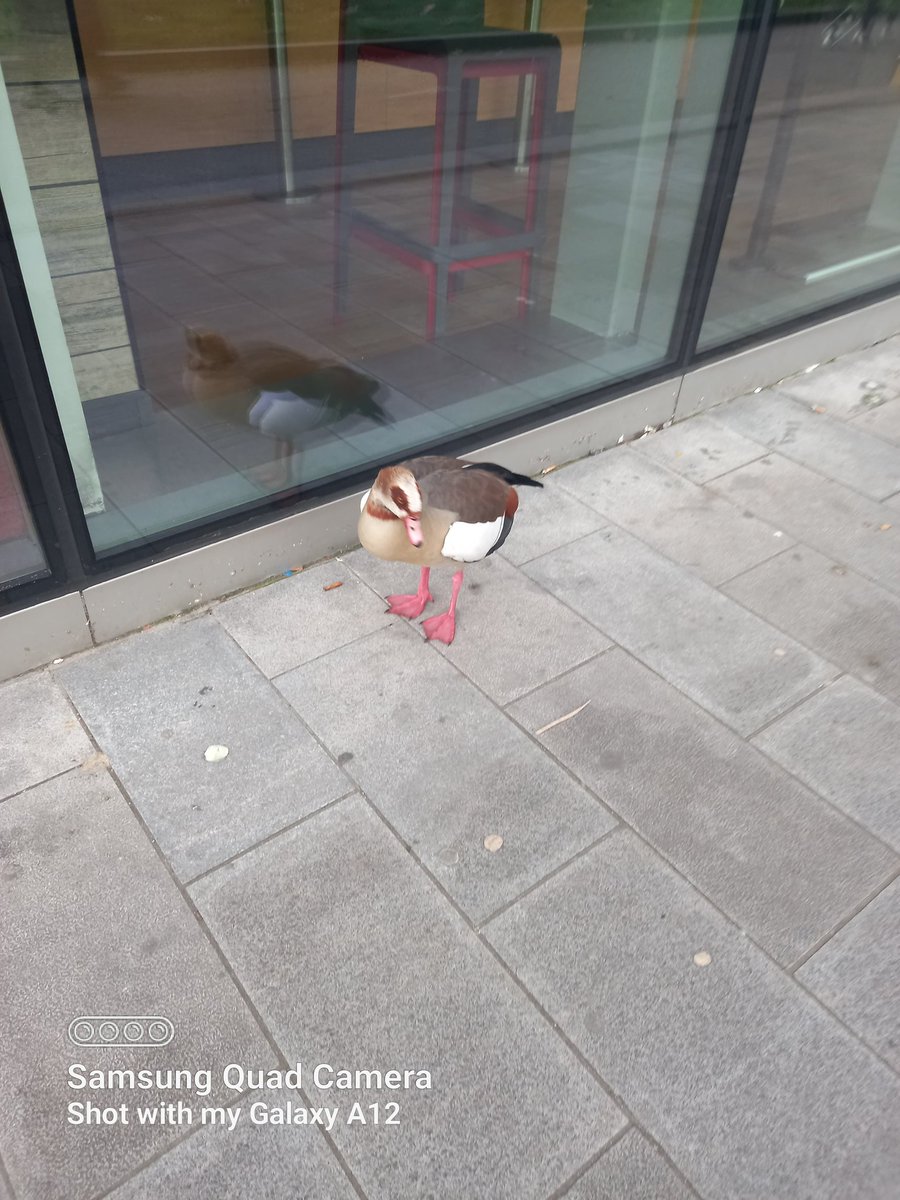DMadpair's tweet photo. Saw this little beaut outside Woolwich Tesco this morning. He thought his reflection was his mate 💕 https://t.co/LIfa4twUKM