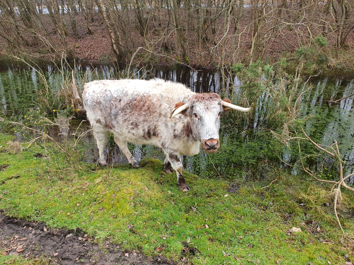 ZhepzyMudRunner's tweet image. Day 6/29 pancreatic cancer fundraiser for Katie ❤️

I think I was hungry today .. 🐌
#TWC #TwittaWinterChallenge #SonicWinterSprinters

justgiving.com/page/east-hant…