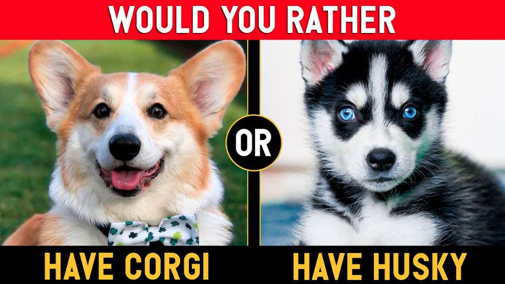 LurganLeashes's tweet photo. Which one would you pick??? 🐶 https://t.co/OVD5gkjbUx