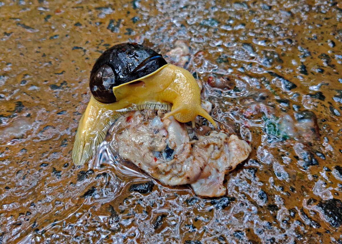 Indrella ampulla is a semi slug, with a delicate shell on its back.

Endemic to the Western Ghats, it comes in three distinct and vivid colour morphs — yellow, orange and red.

A study finds that gene flow between the colour variants is limited, and highlights the Palghat Gap as