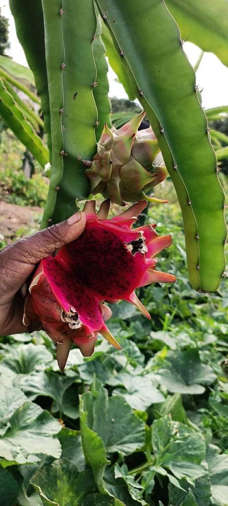 agrealafrica's tweet photo. #DragonFruit seedlings are your gateway to a world of exotic flavors, vibrant colors, and abundant health benefits. Place your order today and join the growing community of enthusiasts who are reaping the rewards of cultivating this fascinating fruit. ๐๐ฟ #GrowingWithFarmers https://t.co/y4IeqpfAuC
