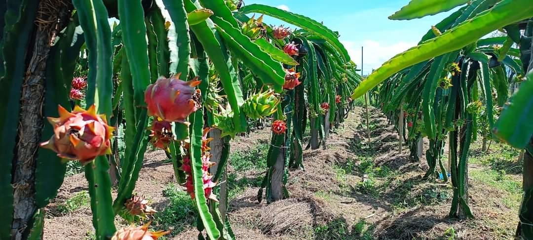 agrealafrica's tweet photo. #DragonFruit seedlings are your gateway to a world of exotic flavors, vibrant colors, and abundant health benefits. Place your order today and join the growing community of enthusiasts who are reaping the rewards of cultivating this fascinating fruit. ๐๐ฟ #GrowingWithFarmers https://t.co/y4IeqpfAuC