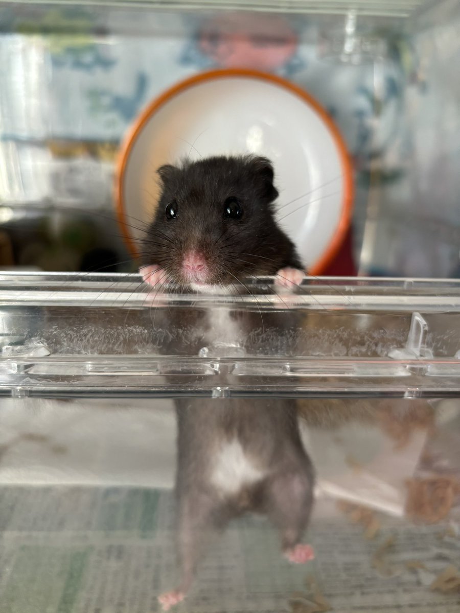 きみーはむはむ tweet media