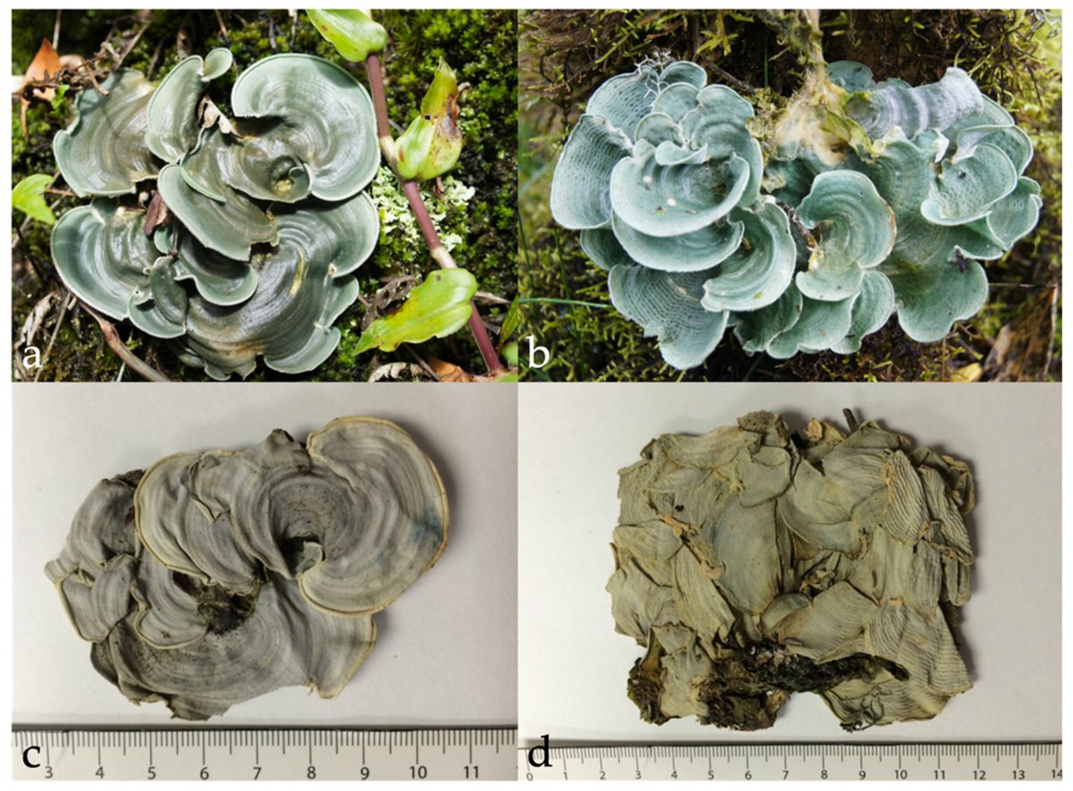 DiversityMDPI's tweet image. 🔬Enjoy reading #article below:

🌱#DNABarcoding of Fresh and #HistoricalCollections of #Lichen-Forming #Basidiomycetes in the Genera Cora and Corella (#Agaricales: Hygrophoraceae): A Success Story?

🍄by Dal Forno et. al.
Article Views 4412
Citations 6

🌿mdpi.com/1424-2818/14/4…