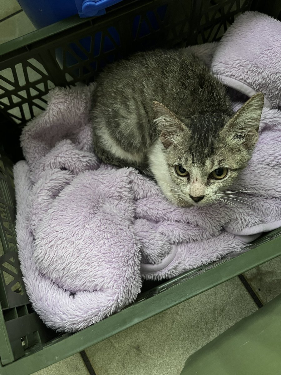 久々に気温が下がった昨夜…自宅の前でミャーミャー鳴いている子猫を保護しました。動物病院診てもらったところ生後4ヶ月のメスとのこと。少し弱っているので治療中です。可愛がってくれる里親さん募集中です。気になった方はメッセージがDMをよろしくお願いします。#保護猫　#里親募集　#里親募集中