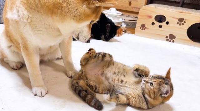 R7rikiriko_cats's tweet photo. こんばんは☺️

怖がりやさんのリサが、どんどん甘えてくれるように(*´꒳`*)💕💕

柴犬リコも、嬉しそうなんだけどグイグイ行っちゃダメって思ってドキドキしてそうでした🐱🐶✨

リサちゃん、いっぱい甘えてくれたらみーんな喜ぶんだよ(*´꒳`*)

https://t.co/wgyWUEudKl https://t.co/YPT8MIzJEK