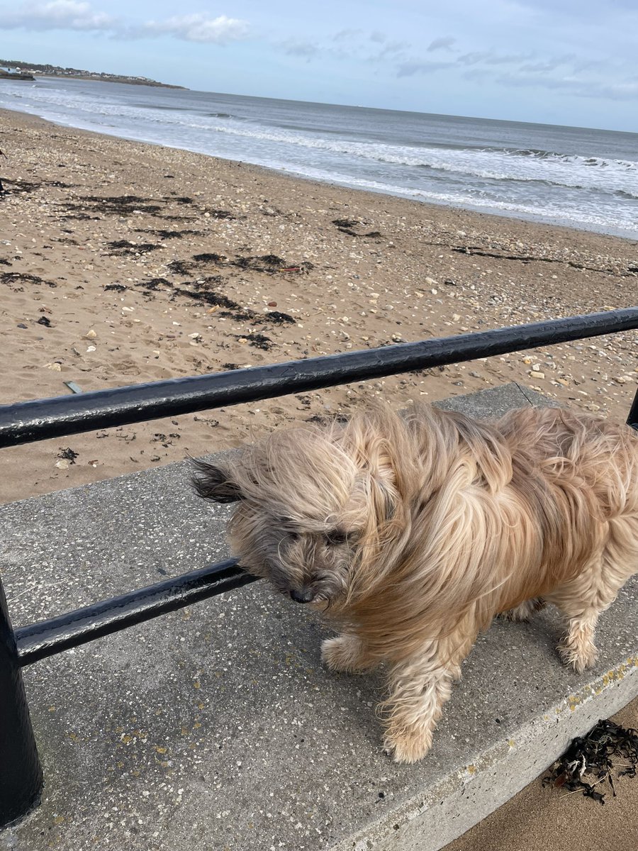 Morning everyone from a windy beach. Blowing the cobwebs away so mam said. Have a lovely day 🥰#dogsoftwitter #dogs #TuesdayFeeling