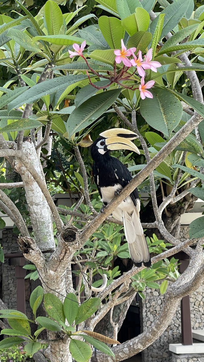 Breakfast with the wildlife at Pangkor Laut Resort in Malaysia.