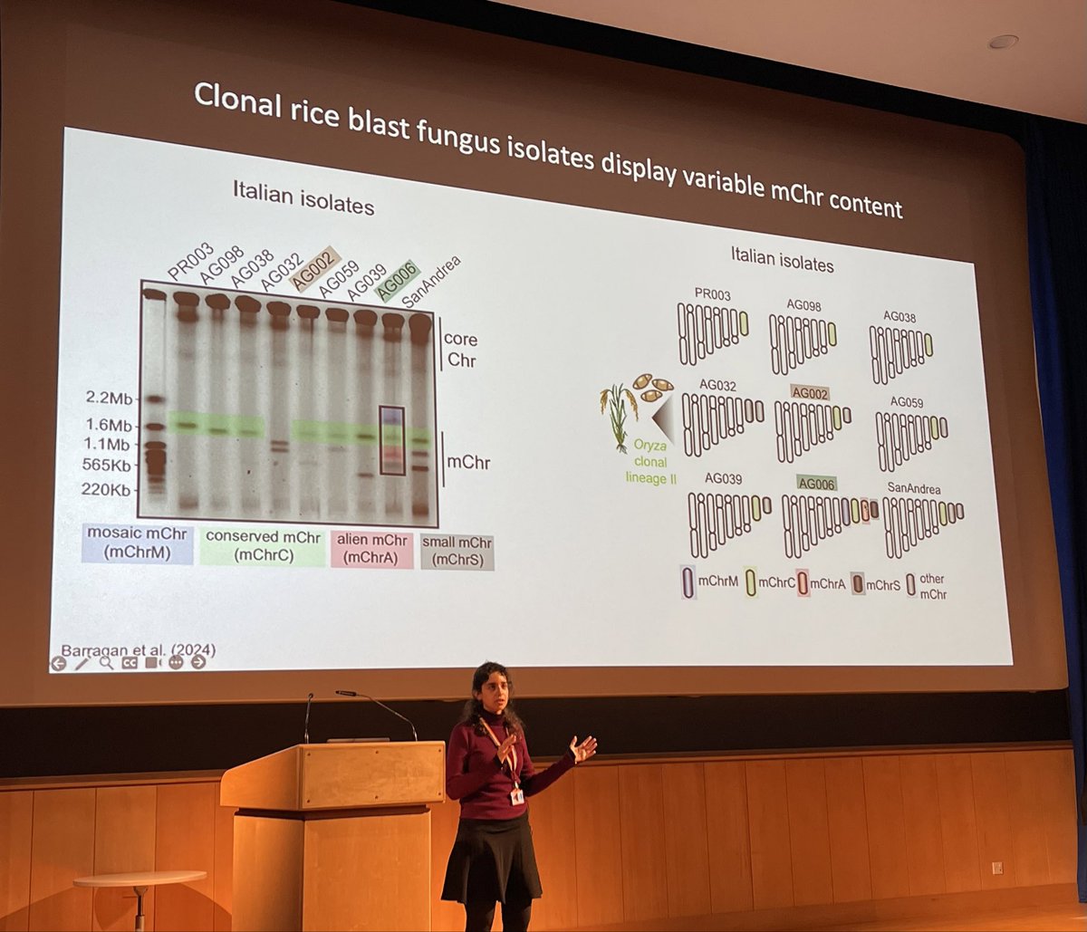 Cristina <a href="/cbarragan__/">Cristina Barragan</a> discussing mini-chromosome mChr diversity in a clonal rice blast fungus population in Italy 🇮🇹 

Coming soon to a preprint server near you 😉 #openriceblast #BLASTOFF