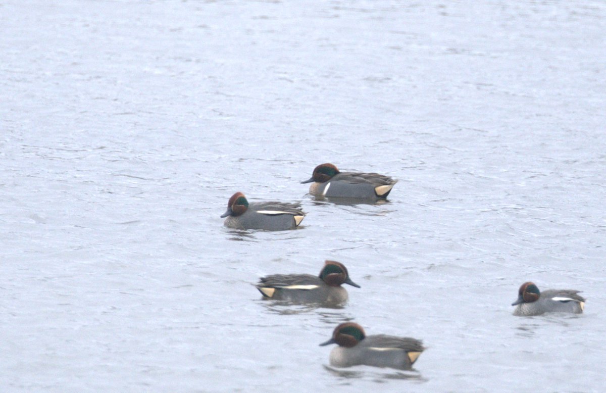 Lovely views of the green-winged teal (253) at Fell End NR yesterday, spent most of the time sleeping but after being flushed by a buzzard it spent some time showing well in front of the first hide. Bringing my Cumbria year list to 99. Full list here - ebird.org/checklist/S160…