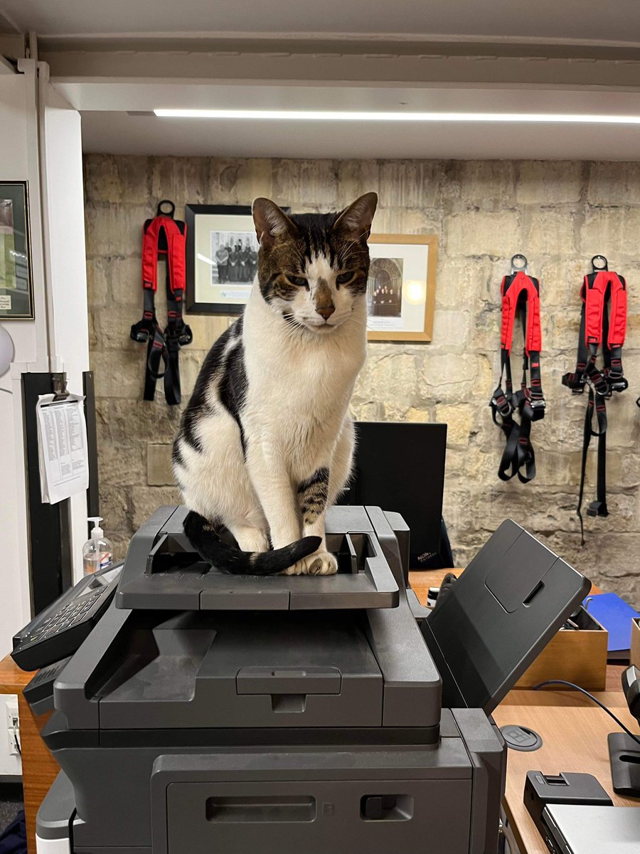 How to make a photocopier work Part 1. #catsoftwitter #cathedralcat #officecat