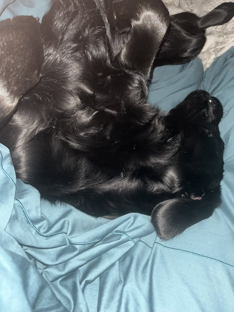 Wet Tuesday snoozles #dogsoftwitter