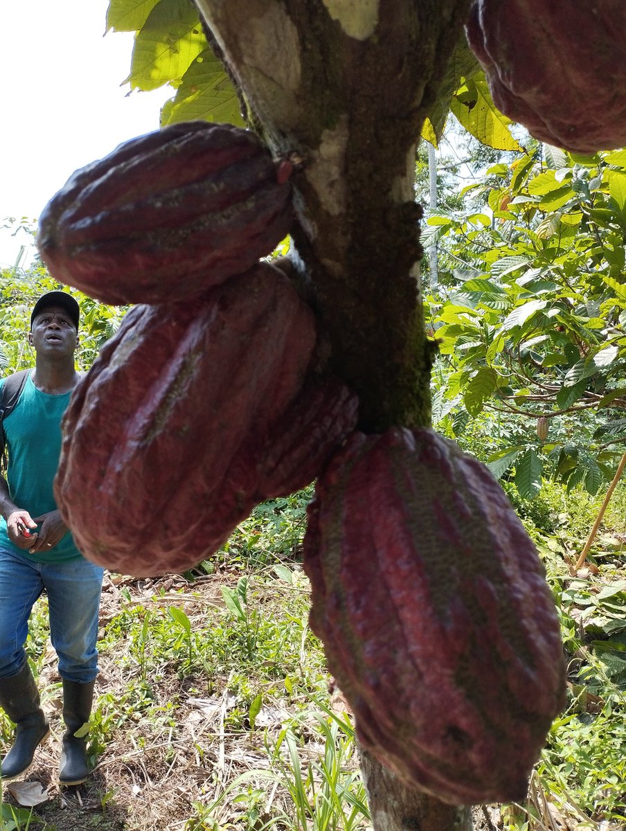 chocotonga2020's tweet photo. Conocimos los avances del proyecto #cacao en Guapi Cauca por parte de @chocomueic y @AcdiVocaCol en un esfuerzo por mantener la dinámica productiva del pacífico. https://t.co/X1QhheRlij