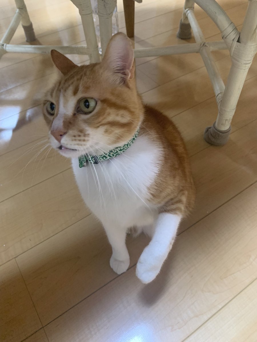 Hiiponoki's tweet photo. お手をしようとしたレオくん🐱 https://t.co/HtBA4ptaVH