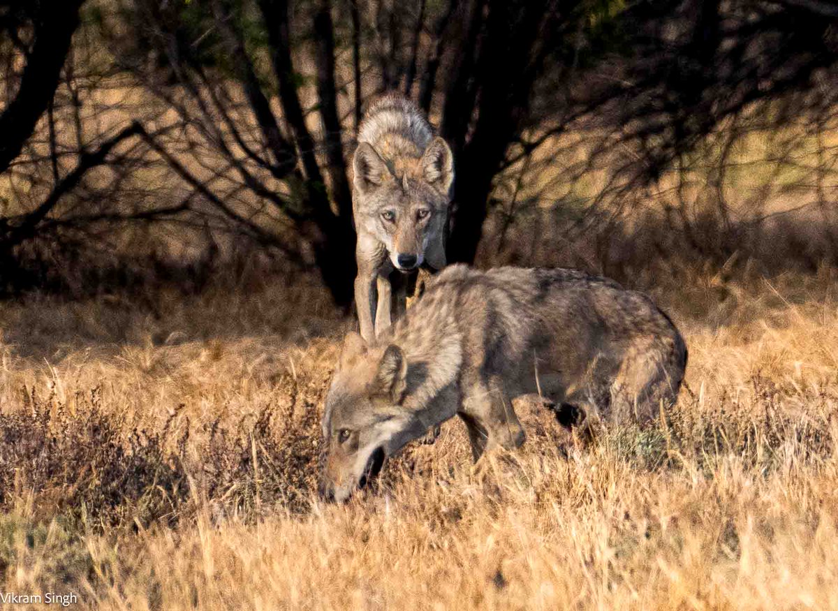 Some Grey Wolves from the grasslands of Velavadar NP, Gujarat, yesterday morning.