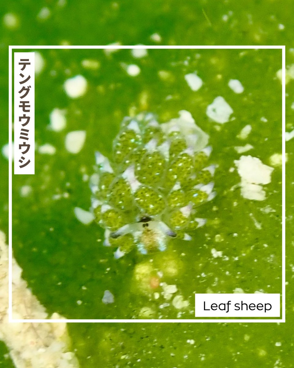 norinsmarine's tweet photo. This is a very cute and popular sea slug that looks like a rabbit or a sheep❣️

ウサギにもヒツジにも見えるとっても可愛いウミウシちゃん💓

#テングモウミウシ #ウミウシ #leafsheep #feeldive https://t.co/JmDFqzxlh5