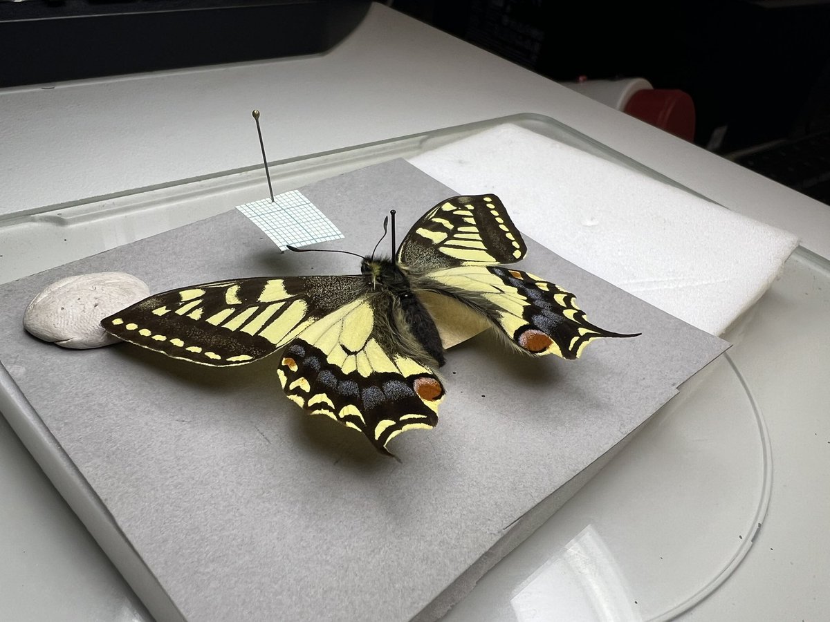 SallyAnn_Spence's tweet photo. Great to catch up with @OxfordBiology MBiol student Elsa working in @morethanadodo’s Hope Coll. Looking forward to hearing more about her research when she attends her first @RoyEntSoc Lecture & #Verrall Supper next month!🦋 https://t.co/OInpRhzHYq