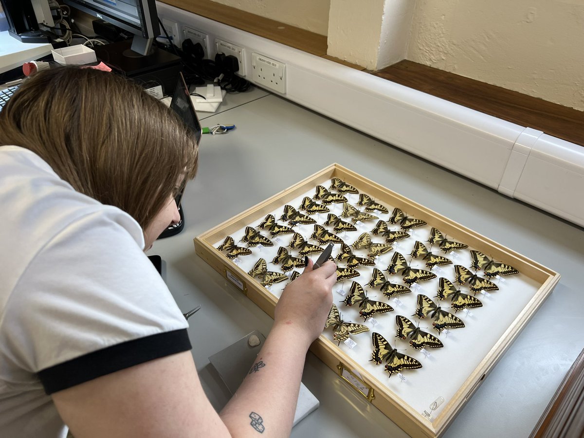 SallyAnn_Spence's tweet photo. Great to catch up with @OxfordBiology MBiol student Elsa working in @morethanadodo’s Hope Coll. Looking forward to hearing more about her research when she attends her first @RoyEntSoc Lecture & #Verrall Supper next month!🦋 https://t.co/OInpRhzHYq