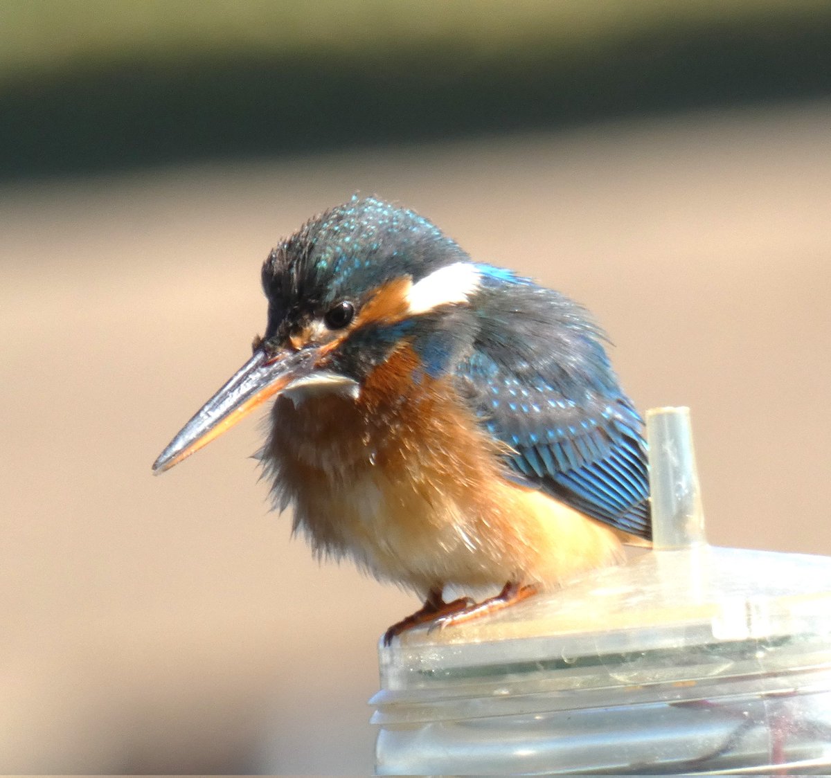 kumikokomatsuba's tweet photo. #commonkingfisher #eurasiankingfisher #riverkingfisher #kingfisher #カワセミ #かわせみ #birding #birdwatching #birdlover #birdsofjapan #birdingjapan #birdingtokyo #birdsoftokyo #tsukuda #rivercity #バーディング #バードウォッチング #日本の野鳥 #東京の野鳥 #リバーシティ #佃 #lumix https://t.co/FvQRzityVu