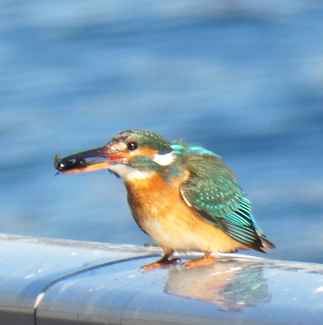 kumikokomatsuba's tweet photo. #commonkingfisher #eurasiankingfisher #riverkingfisher #kingfisher #カワセミ #かわせみ #birding #birdwatching #birdlover #birdsofjapan #birdingjapan #birdingtokyo #birdsoftokyo #tsukuda #rivercity #バーディング #バードウォッチング #日本の野鳥 #東京の野鳥 #リバーシティ #佃 #lumix https://t.co/FvQRzityVu