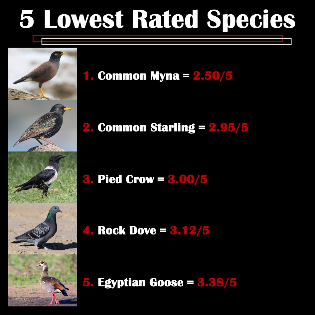 aviancesproject's tweet photo. Based on the response to our surveys for the species selected, these are your top 5 MOST vs. LEAST liked bird species:
#theacesproject #urbanbirds #birds #SouthAfrica #culturalservices #ecosystemservices https://t.co/ybPeJhGQoT