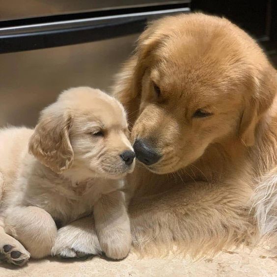 puppies video tweet media
