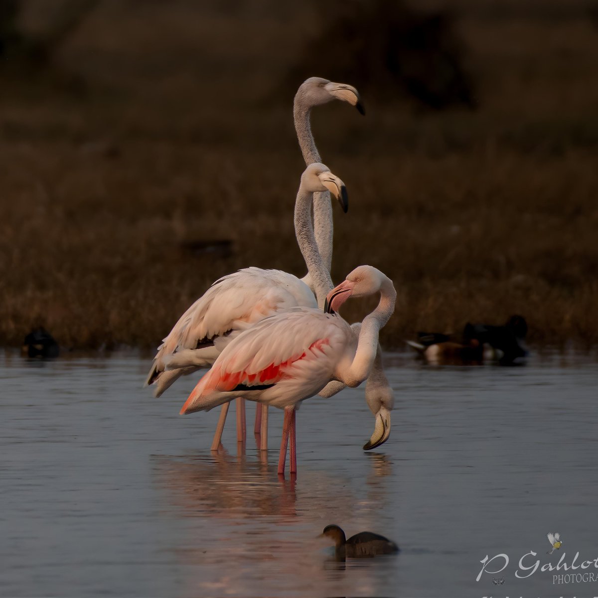 pg_photographie's tweet photo. One of the bird I love to shoot always
Greater #flamingo
#DelhiNCR #IndiAves #BirdsOfTwitter #BBCWildlifePOTD #birdsofDelhiNCR #BirdsSeenIn2024 #birdphotography
#ThePhotoHour #birdwatching #birding #NaturePhotography #nikonphotography #Flamengo #TwitterNatureCommunity https://t.co/gQ2d5Zayir
