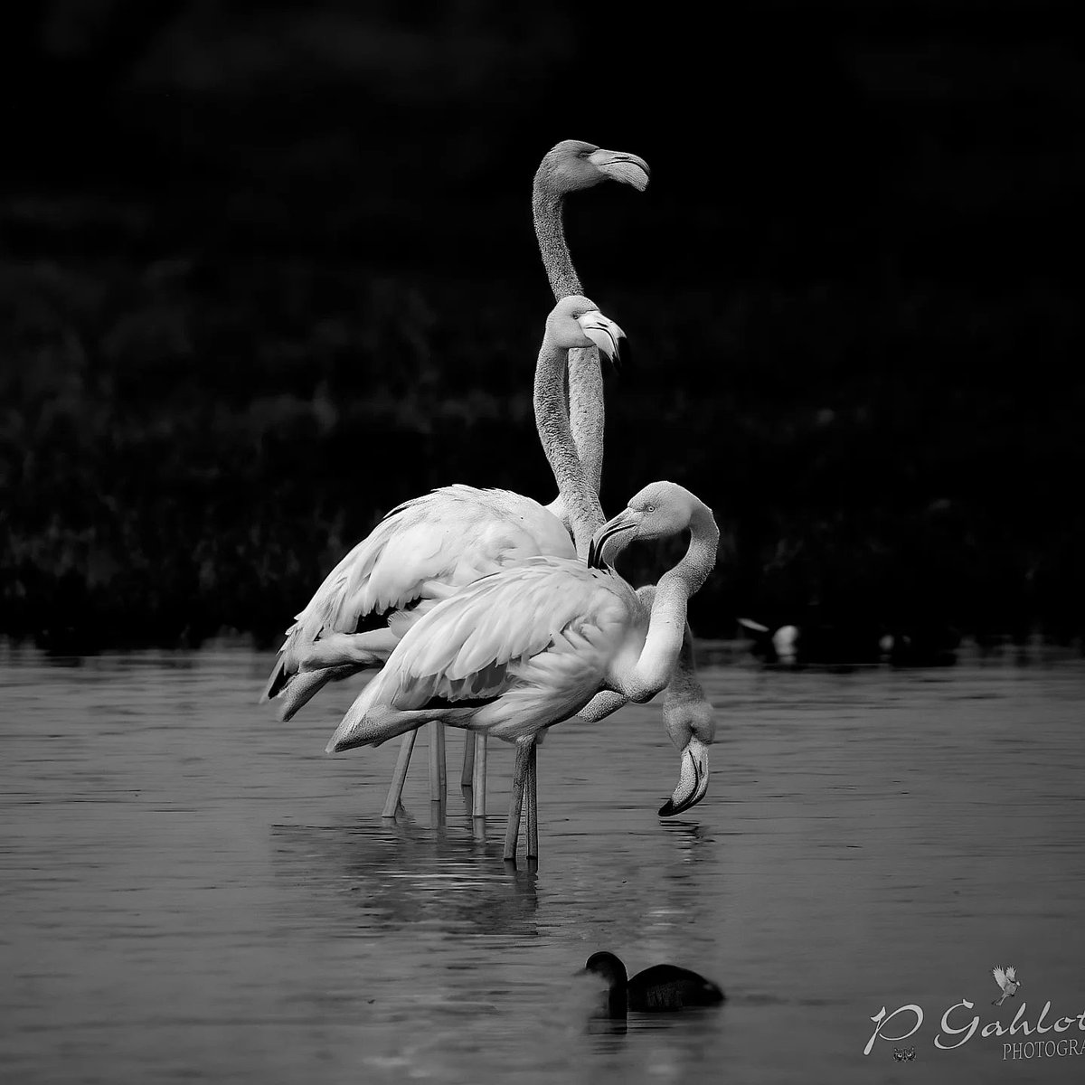 One of the bird I love to shoot always Greater #flamingo #DelhiNCR #IndiAves #BirdsOfTwitter #BBCWildlifePOTD #birdsofDelhiNCR #BirdsSeenIn2024 #birdphotography #ThePhotoHour #birdwatching #birding #NaturePhotography #nikonphotography #Flamengo #TwitterNatureCommunity