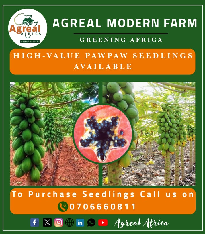 agrealafrica's tweet photo. ๐ฑ Seeking to dominate the pawpaw market? ๐ช Unleash the potential with oir disease-resistant #pawpaw seedlings to skyrocket the value of your harvest. ๐ณ Don't miss out on the key to maximizing quality and yield. Get started today! #GrowingWithFarmers #HighValueHarvest https://t.co/GDPJnlTg9l