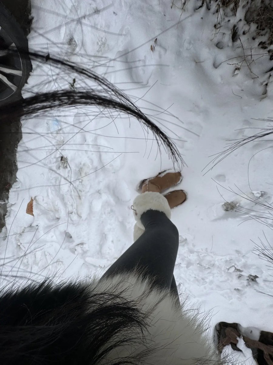 雪地撒欢🤗 https://t.co/J4J95KHTm5