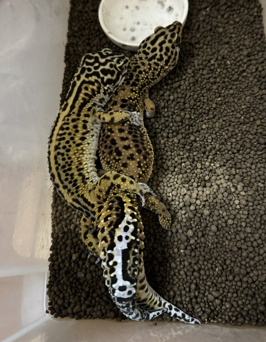 Spring_Garden__'s tweet image. はじまりました。

#レオパ　#レオパードゲッコー　#爬虫類