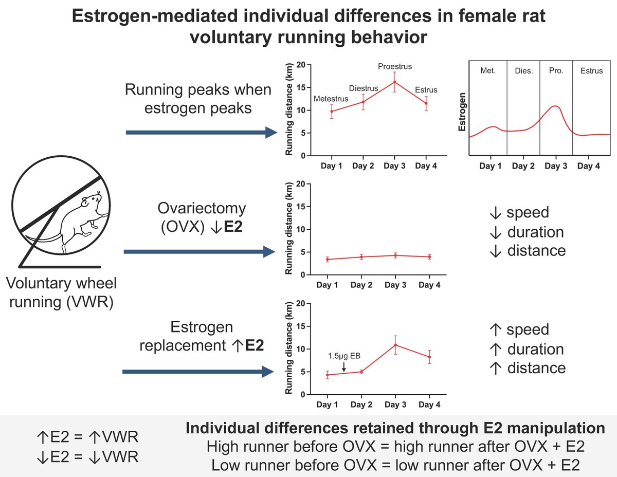#ArticlesInPress: Estrogen-mediated individual differences in female rat voluntary running behavior

Victoria Mathis, et al. 
ow.ly/yqjB50QxlWc
#JAPPL #ExerciseMotivation #EstrogenReceptor