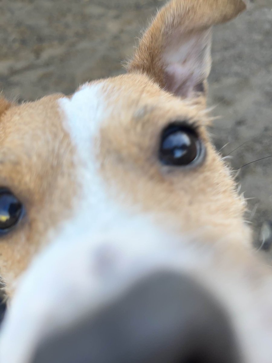 “Did you say you have treats? Well, did you?'

Dennis is not afraid to investigate if he thinks there could be treats involved!

#ThursdayTreats #HandThemOver