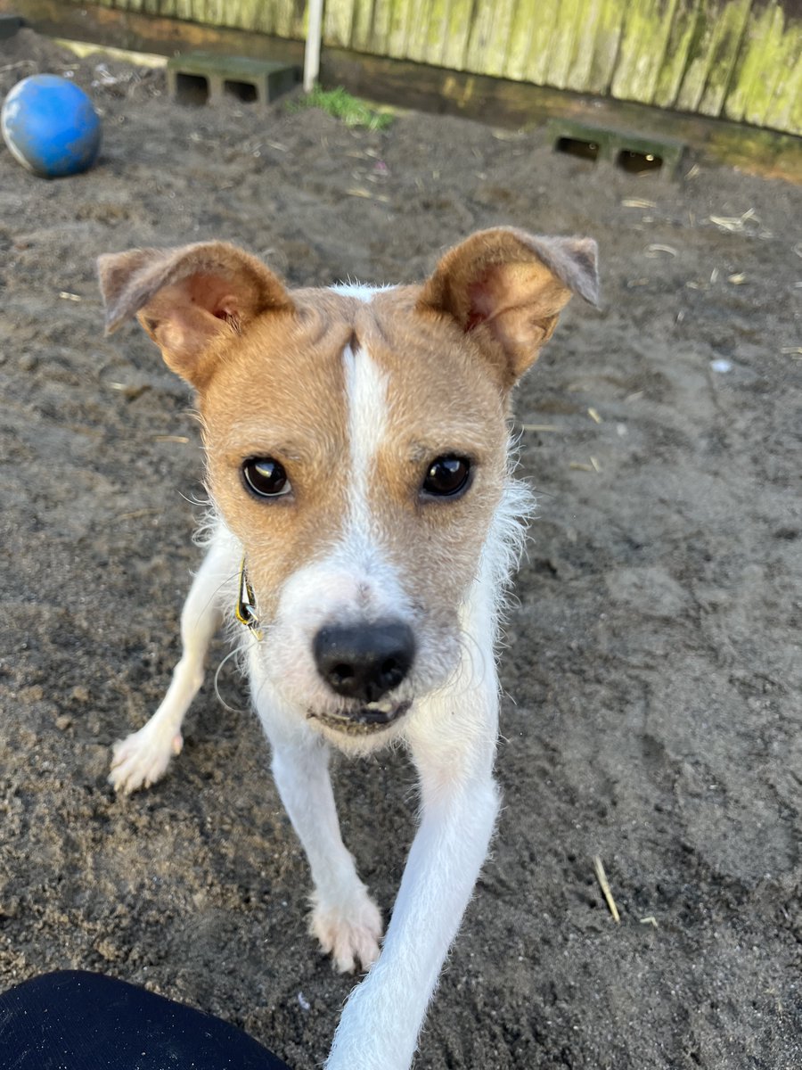 DogsTrust_IE's tweet photo. “Did you say you have treats? Well, did you?"

Dennis is not afraid to investigate if he thinks there could be treats involved!

#ThursdayTreats #HandThemOver https://t.co/jrBnyUnkLg