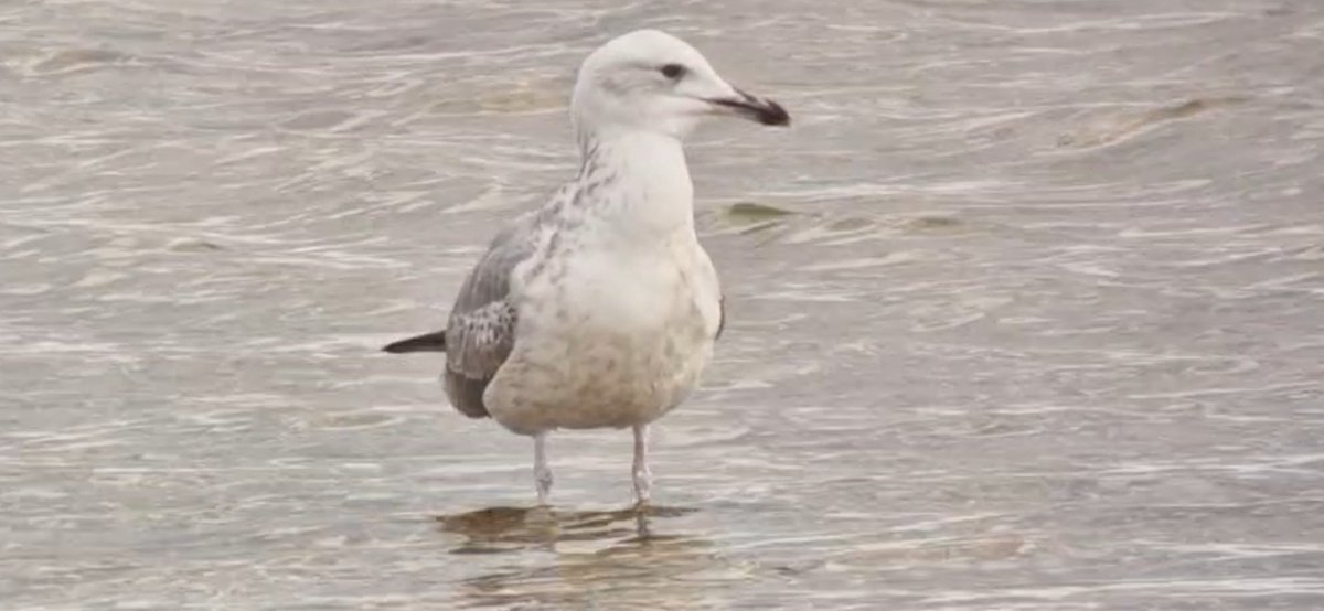 Not a bird we see every day in Beds and often not as close as this one. A 2nd winter Caspian Gull at Broom East CWS which has been terrifying all and sundry for the past 3 weeks!