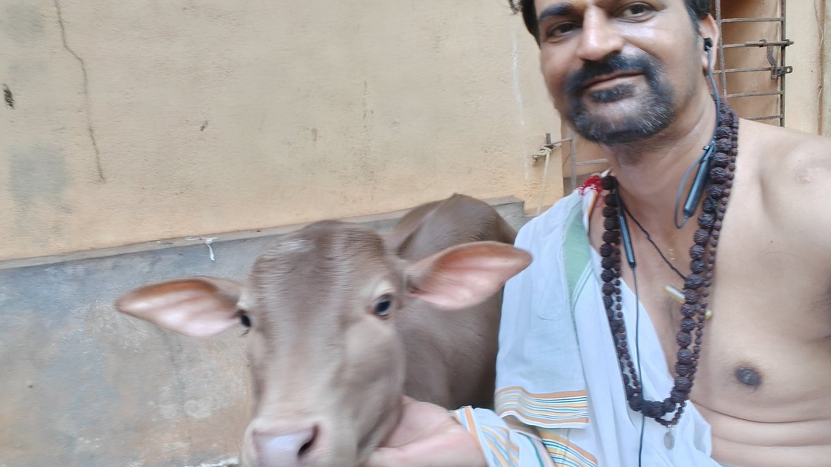 AbodeOfLakshmi's tweet photo. Playing with a beautiful calf. It's heartful of happiness. This is an out of the world feeling!
#SelfieWithCow #SelfieWithA_Calf https://t.co/atyqAc3yob