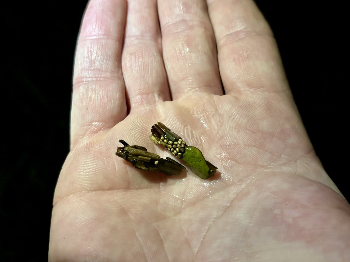 Mike Drew (@michaelmas79) on Twitter photo I carried out a newt survey in my small garden pond the other night: 14 male & 5 female Smooth Newts, also 8 Cased Caddisflies. A few years ago I created a hibernaculum.
@ARGroupsUK <a href="/ARC_Bytes/">Amphibian and Reptile Conservation</a> <a href="/Freshwaterhabs/">Freshwater Habitats Trust</a> I carried out a newt survey in my small garden pond the other night: 14 male & 5 female Smooth Newts, also 8 Cased Caddisflies. A few years ago I created a hibernaculum.
@ARGroupsUK <a href="/ARC_Bytes/">Amphibian and Reptile Conservation</a> <a href="/Freshwaterhabs/">Freshwater Habitats Trust</a>