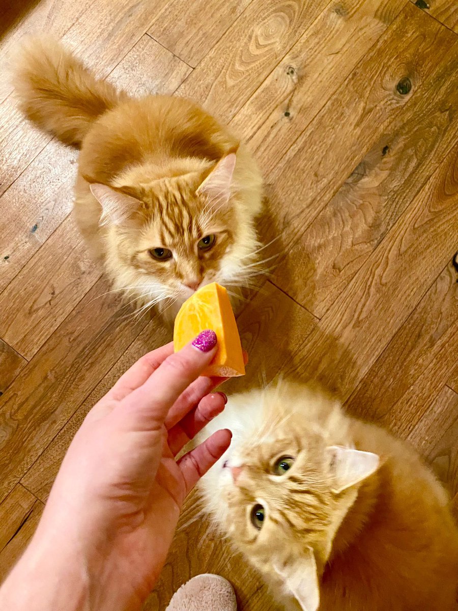 🌈 Buddy 🌈 & Gizmo 🦁🦁 tweet media