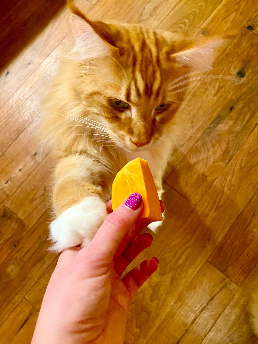 🌈 Buddy 🌈 & Gizmo 🦁🦁 tweet media