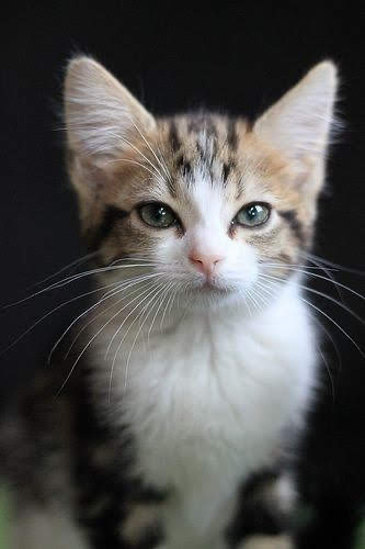 do you love me ?? ❤️ 😺 🎉 🎈 🍀 ❤️