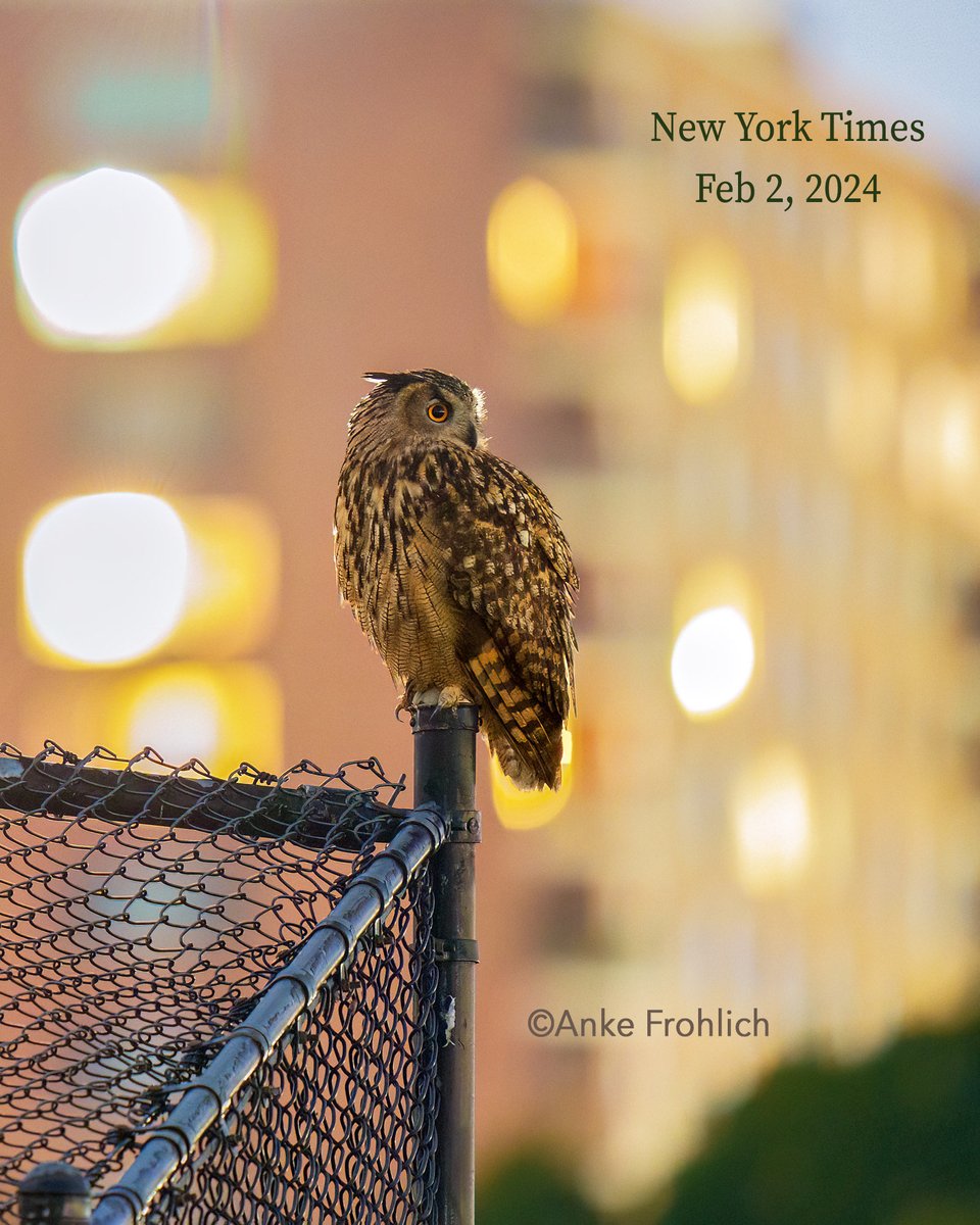 Thank you so much to Michiko Kakutani @michikokakutani for writing yet another excellent article on our local owls and to The NY Times for including my photos. “The Ballad of Flaco, the Outlaw Who Learned to Fly”, NY Times online edition Feb 2. #Flaco #birdcpp @birdcentralpark