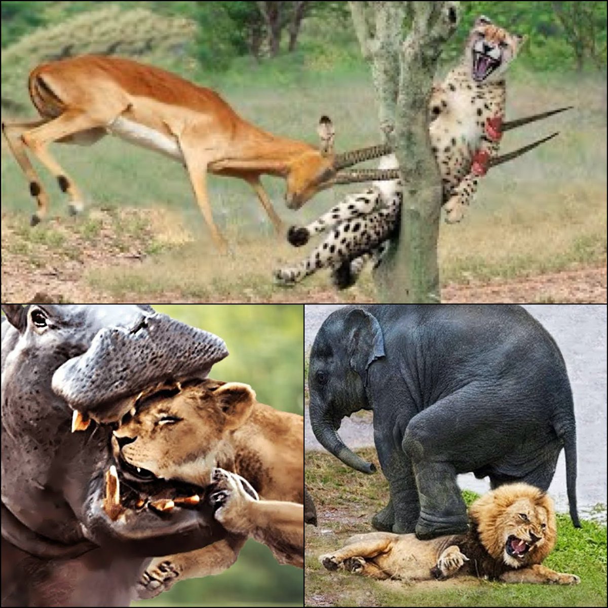 📌 ثريد :

من أعنف القتالات بين الحيوانات المفترسة 

قتال حتى الم و ت🚨

5 فديوهات 📹