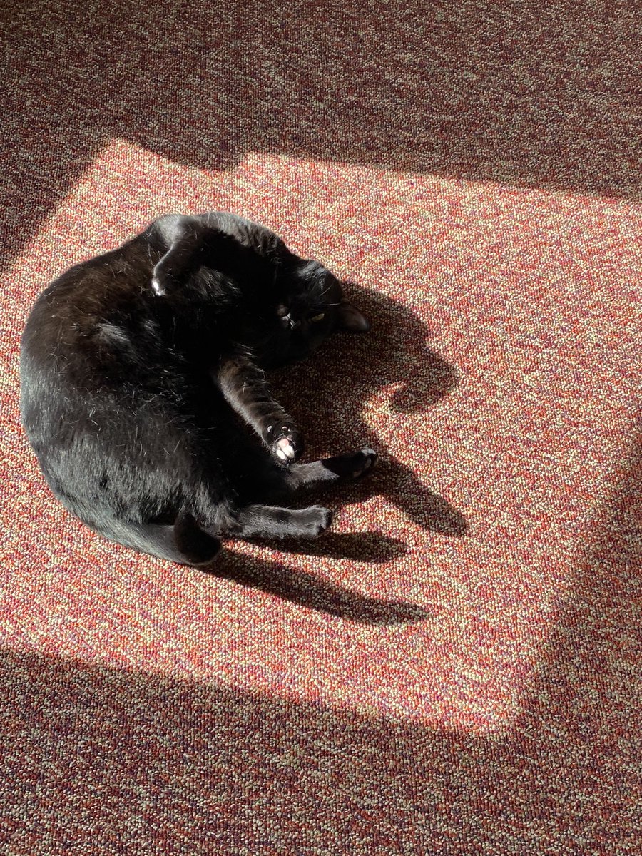 CharlieBlackCa1's tweet photo. Look at this glorious sun pudding I found to squirm around in. #CatsOfTwitter #HappyCharlie #sun #cats https://t.co/AeewnkIoFx